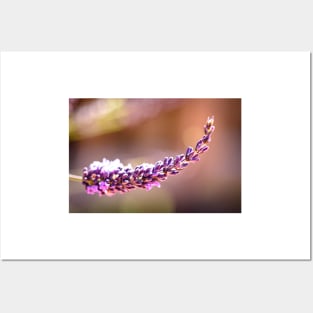 Lavender and bokeh Posters and Art